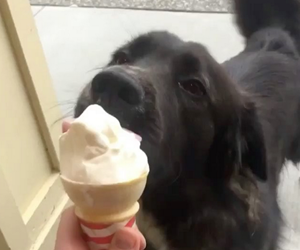 dog licking an ice cream cone